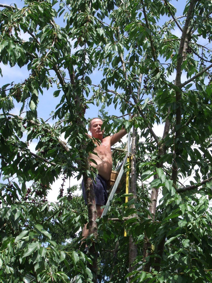 Ulrich high in a fruit tree in summer, shirtless, one hand on a branch and a bucket hanging at his hip, framed by leaves and sky.