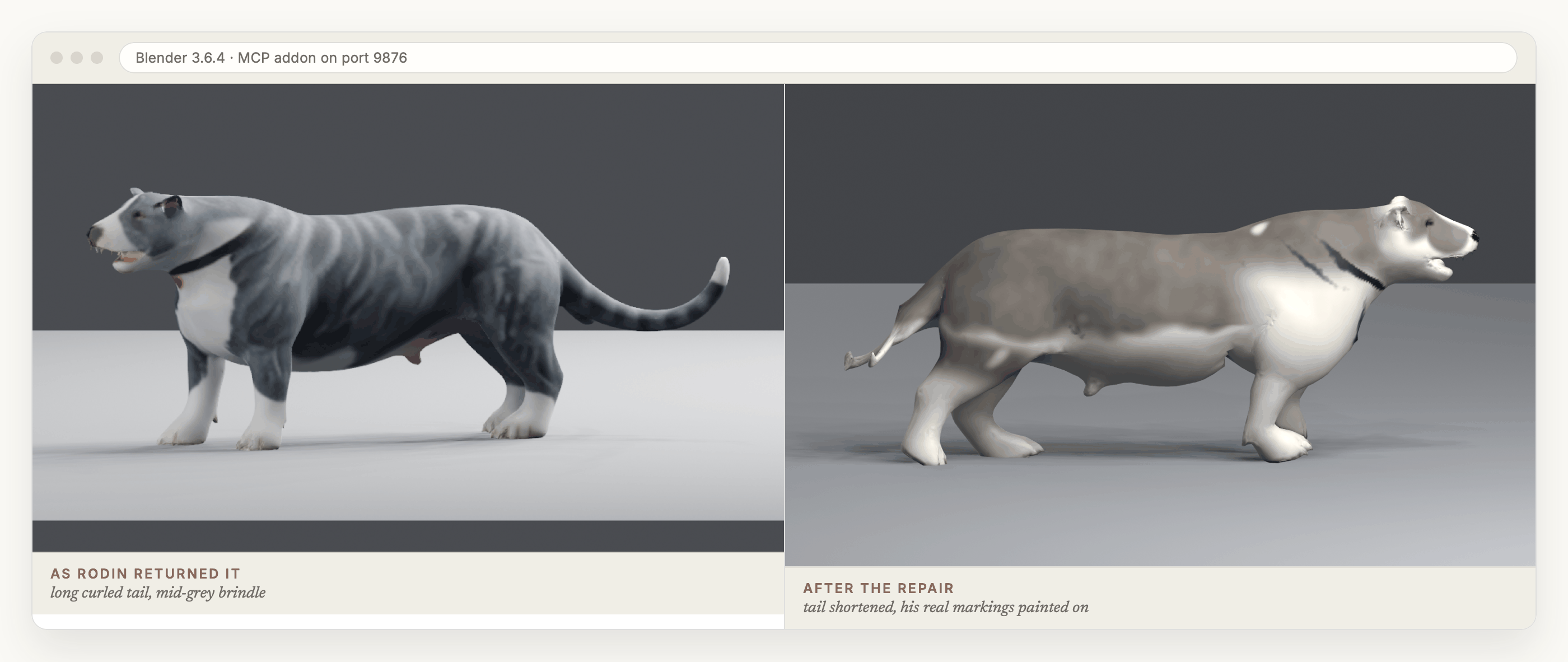 Two Blender viewport renders side by side. On the left, the mesh as Rodin delivered it: a grey brindle pit bull standing on all fours with a long curled tail. On the right, the same dog after the repair, mid stride from the run clip, with a short low tail and his real markings painted on: white coat, taupe merle saddle, white chest, legs and muzzle, a grey cap over the ears.